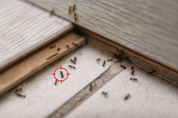 Best Emergency Pest Control  in Shallotte, NC
