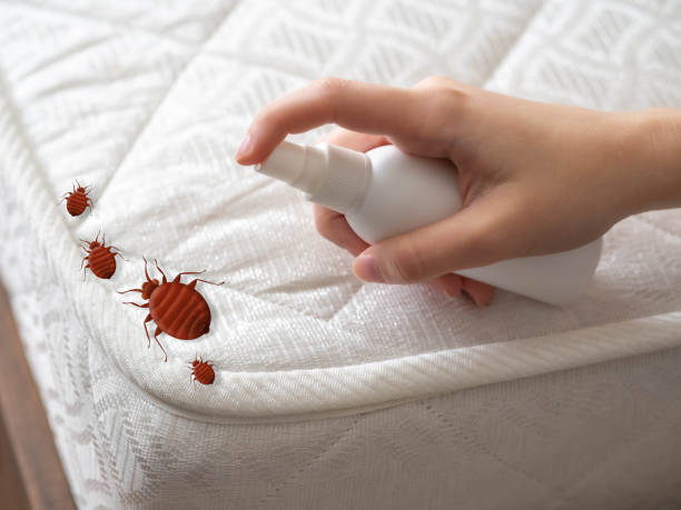 Trusted Shallotte, NC Pest Control Experts