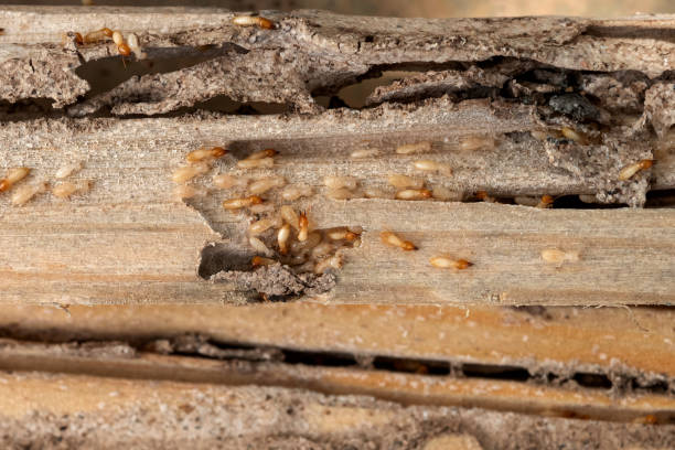Best Exterminator Services  in Shallotte, NC