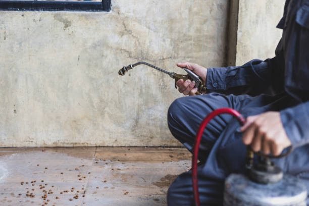Wasp Removal Services in Shallotte, NC